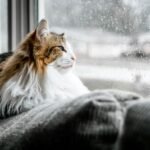 Gia Nhu Nguyen Si Kha • Rainy Day Memories • 2023